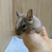 デクーの赤ちゃん来ました〜その3