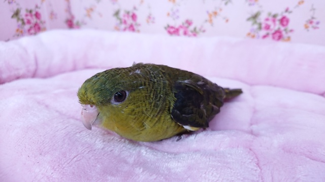 サザナミインコ