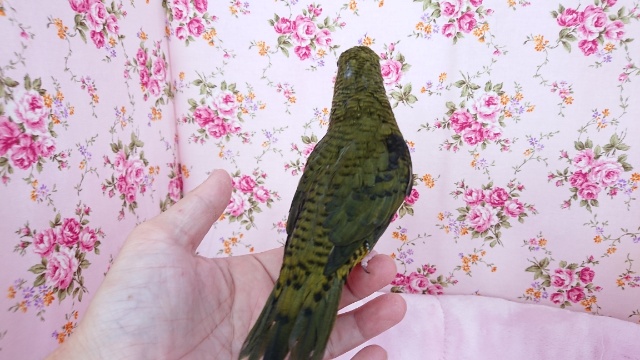 サザナミインコ