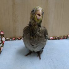 オカメインコのヒナ、来ました〜