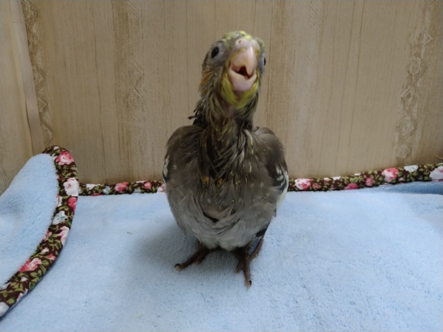 オカメインコのヒナ、来ました〜