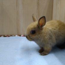 ドワーフラビットが来ました〜