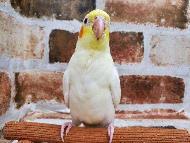 オカメインコ