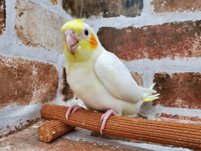 オカメインコ