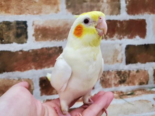 オカメインコ