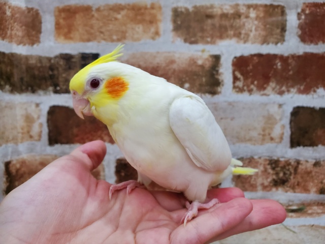 オカメインコ