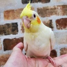 チーク濃いめ!!なルチノーオカメ♪