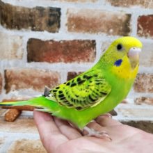 ベタなれセキセイインコ☆８月上旬産まれ