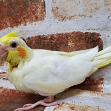 チビっこ！食欲満点なルチノーオカメ♪