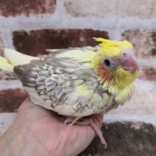オカメインコのシナモンパールパイドさん♪