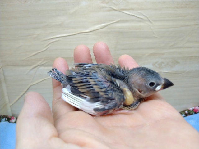 目がクリクリ！桜文鳥のヒナが来ました