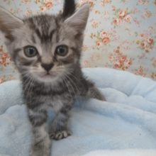 グイグイ系なアメショーが来ました!