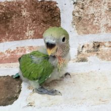 安定の可愛さっ！コザクラインコさん♪