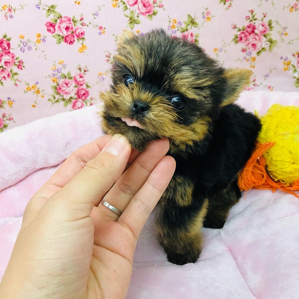 ヨークシャテリア