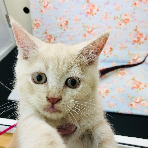 ブリティッシュショートヘア