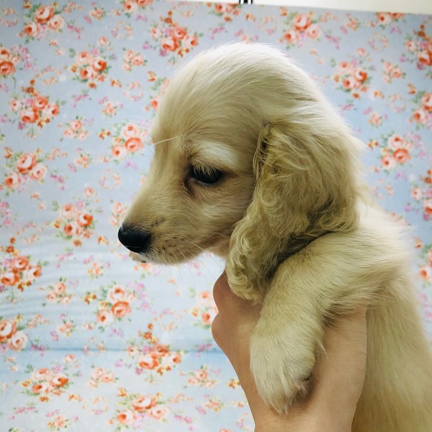 カニンヘンダックス