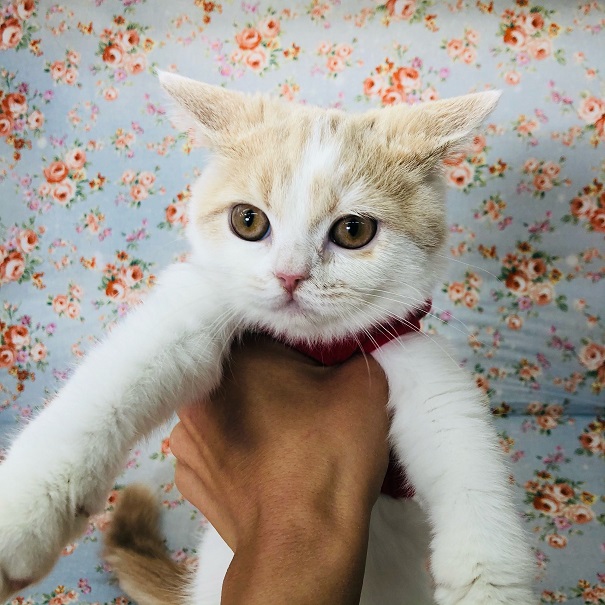 スコティッシュフォールド