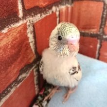 人気カラーです！！セキセイインコ（４色ハルクィン）～