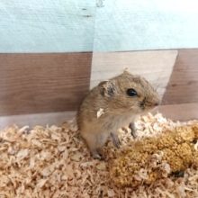 初入荷です！！ギュンターハタネズミ！！