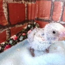 華やかなコ☆ セキセイインコ(スパングル)～