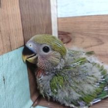 ほのぼの癒し系～ コザクラインコ(ノーマル)～