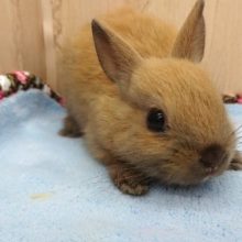 まんまるお顔のおっとりさん♪　ドワーフラビット来ましたっ