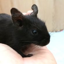 レアさんですっ！！　デグー（ブラック）きました♪♪～～～