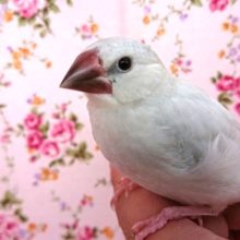良い感じに育てます！シルバー文鳥～～