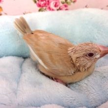おススメの文鳥です！！シナモン文鳥～～