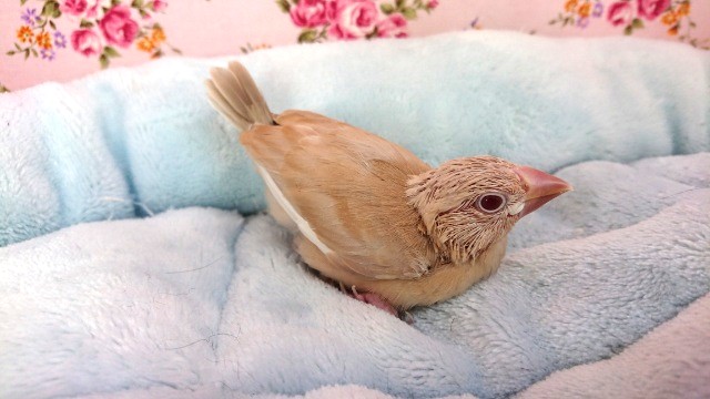 おススメの文鳥です！！シナモン文鳥～～