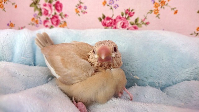 シナモン文鳥