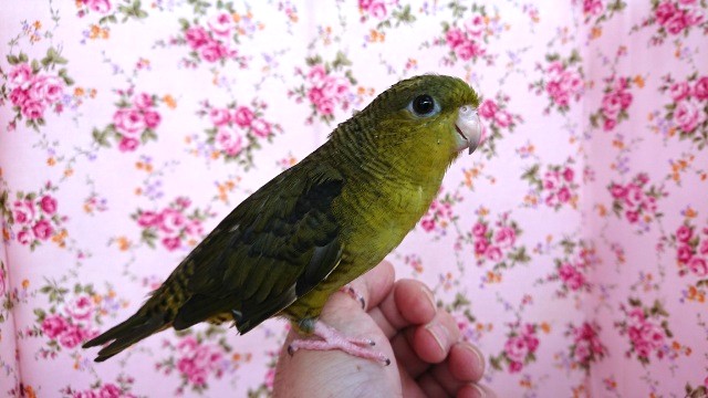 ちょっとツンデレ系のタイプっ　サザナミインコ（ノーマル）です！