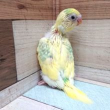 一目ぼれ覚悟！！の　セキセイインコ（パステルレインボー）☆