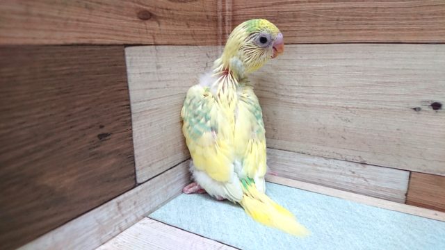 一目ぼれ覚悟！！の　セキセイインコ（パステルレインボー）☆