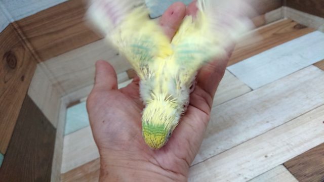 セキセイインコ