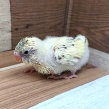 人気の高いセキセイインコ（クリーム系ハルクィン）！！！