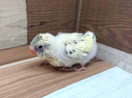 人気の高いセキセイインコ（クリーム系ハルクィン）！！！