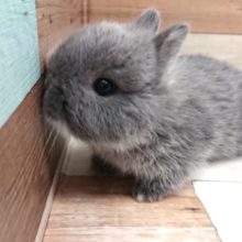 お世話が楽しみになるよ！ドワーフラビット来ました！～～