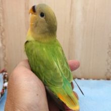 2020　10/17最新画像です！　小桜インコのヒナが来ました😃