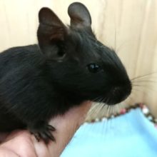 つやっつやの毛艶です！レアカラー「ブラック」！　デグーです☆☆