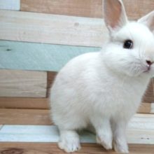 雪うさぎさん！白くてキレイなコっドワーフラビット～～