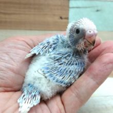 久しぶりのカラーです！セキセイインコ（スパングル）～～