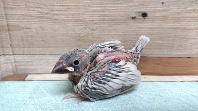 大人気です！シルバー文鳥☆～～