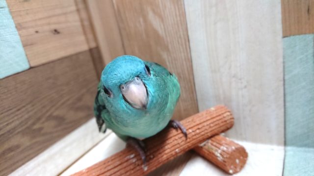 サザナミインコ