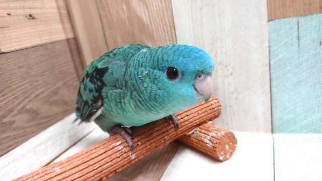 サザナミインコ