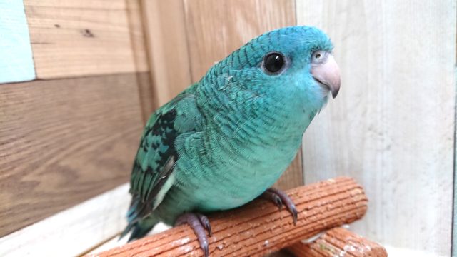 久しぶりのヒナです！しかもブルー♬　サザナミインコ来ました！