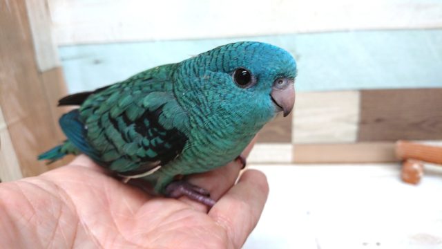 サザナミインコ