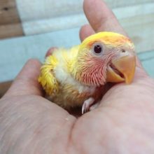 今話題のカラーです☆　コザクラインコ（ゴールデンルチノー）～～