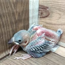 ちょっと緊張気味ですが慣れるとステキです！！シルバー文鳥！