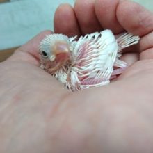 白さがｽﾃｷです！白文鳥、お待たせしました！！